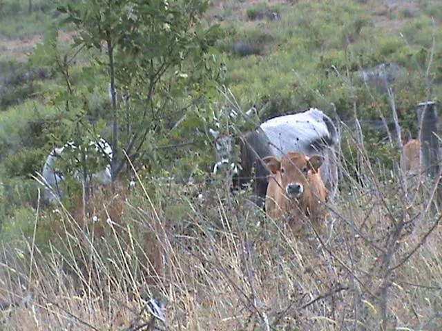 Le Du Cedre Bleu La Tourette-Cabardes